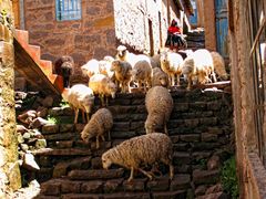 Las ovejas en la isla de Taquile