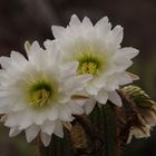 Las Palmas, Botanischer Garten