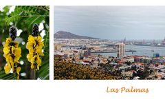 Las Palmas_4