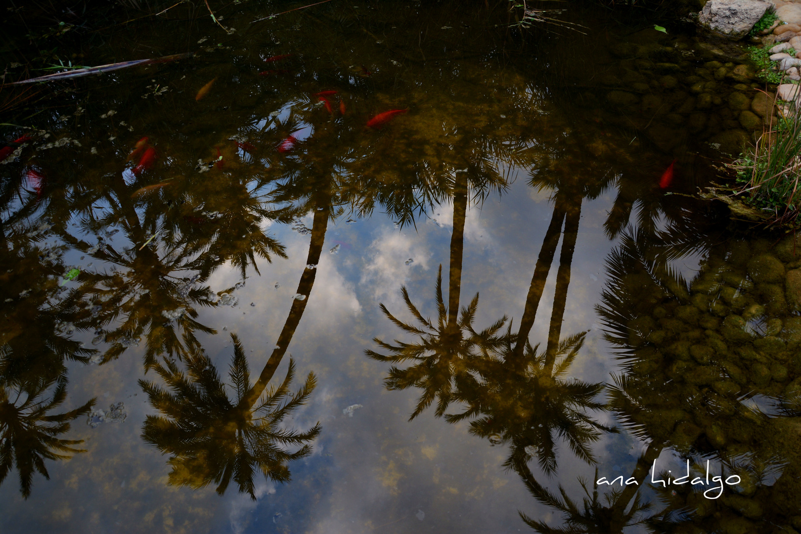 LAS PALMERAS POR EL SUELO Y LOS PECES EN EL CIELO