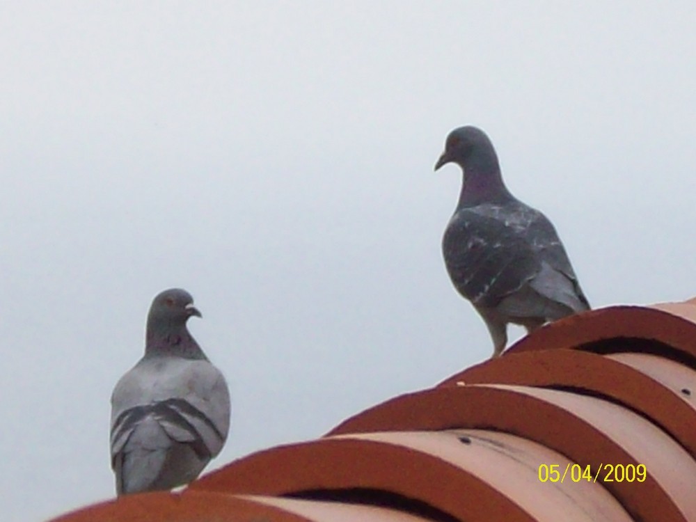 Las palomas