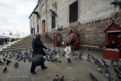 ...las palomas de Istanbul...