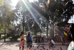 Las palomas del parque