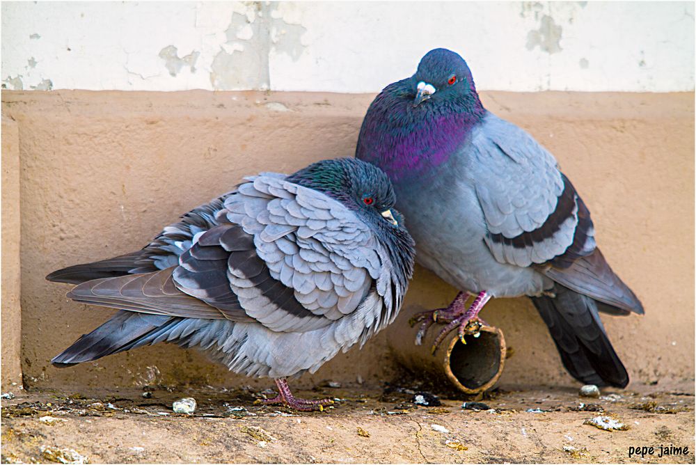 Las palomas en la ciudad