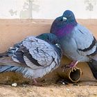 Las palomas en la ciudad