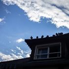 _Las palomas y el tejado