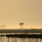 Las Pampas ...al amanecer 