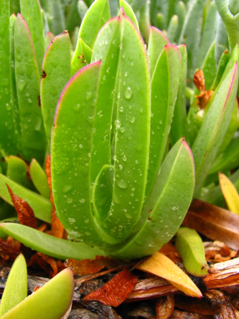 Las plantas también lloran