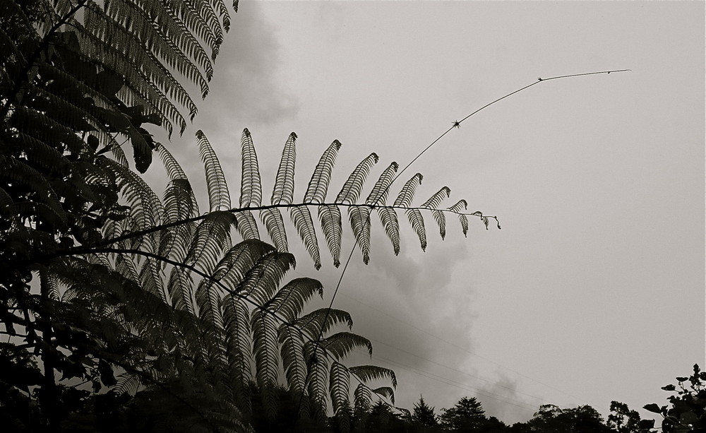 Las plumas que visten los helechos