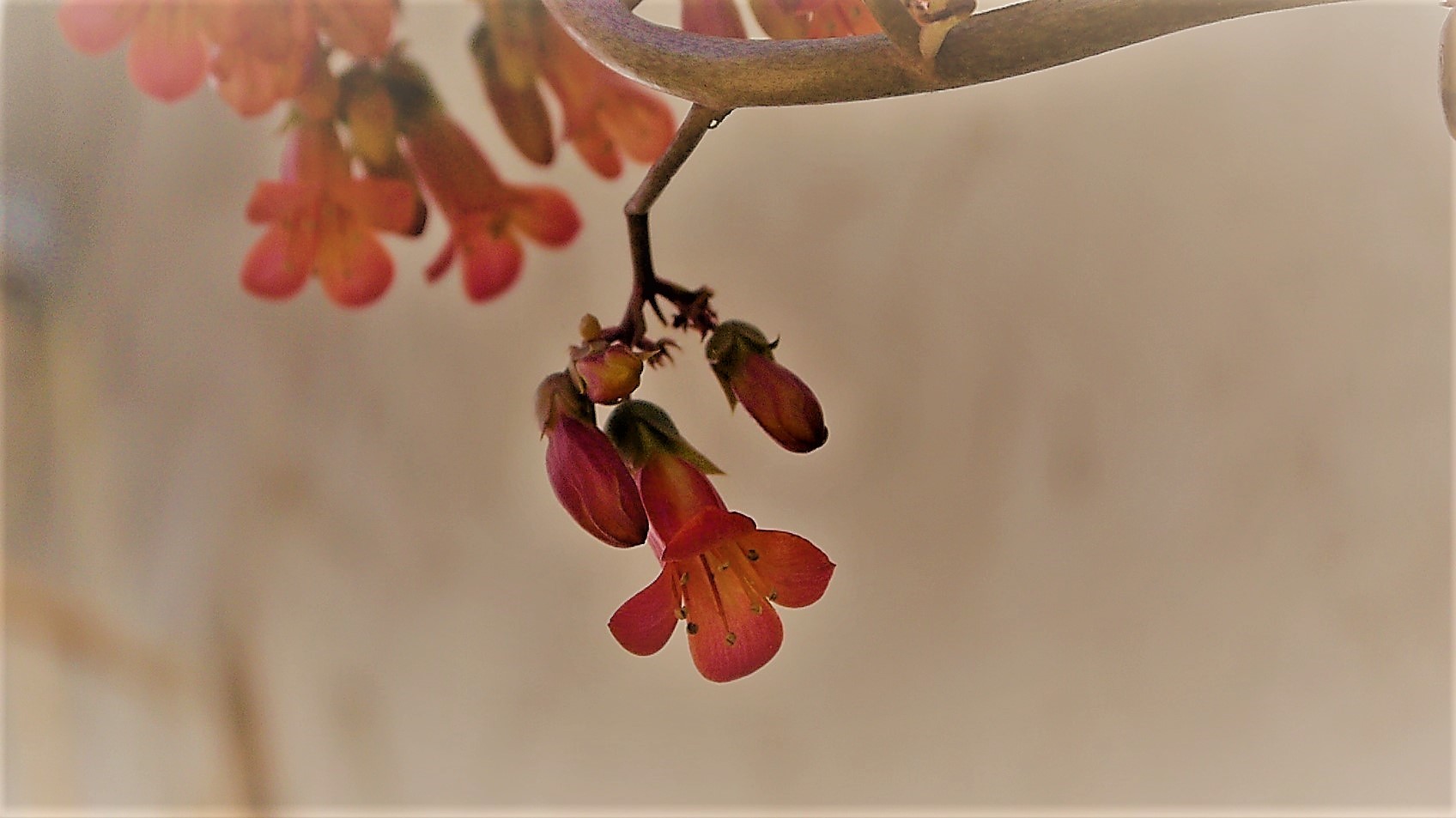 LAS PRIMERAS FLORES DE MI JARDIN