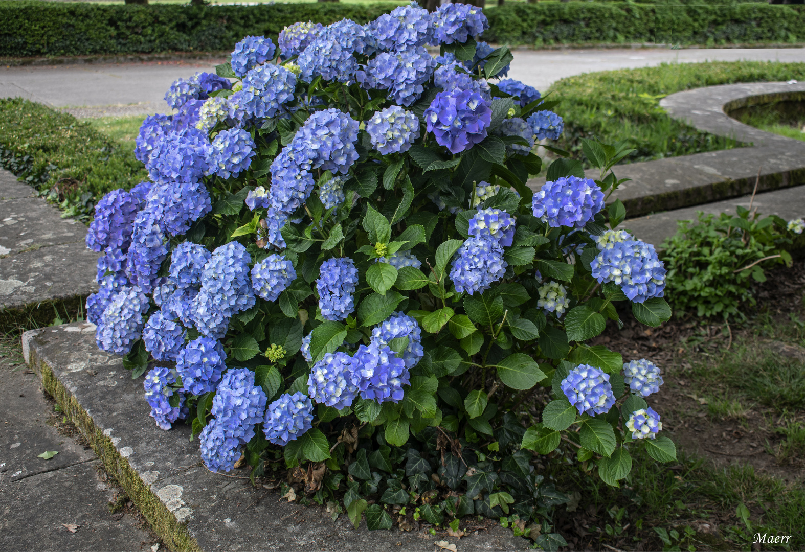 Las primeras hortensias.