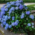 Las primeras hortensias.