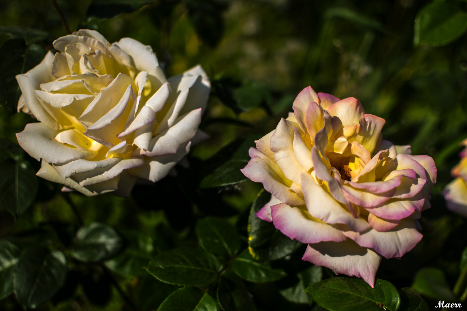 Las primeras rosas de La Lameda 2017