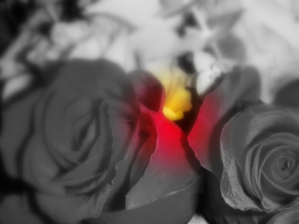 las rosas