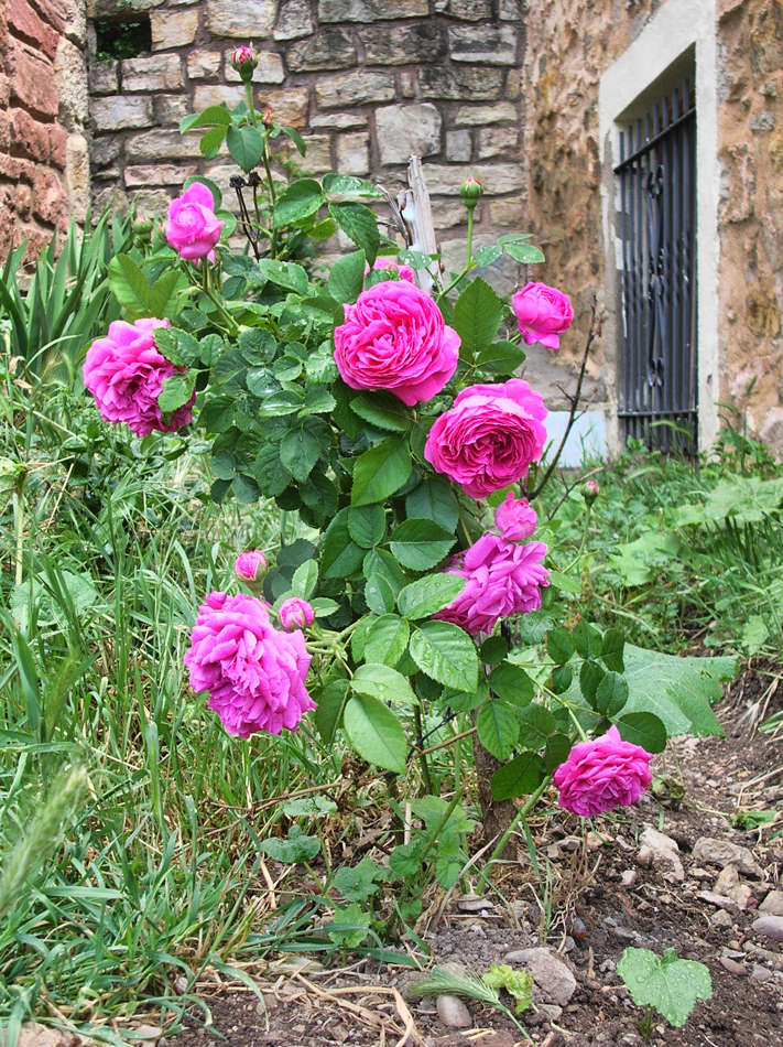 las rosas del cura