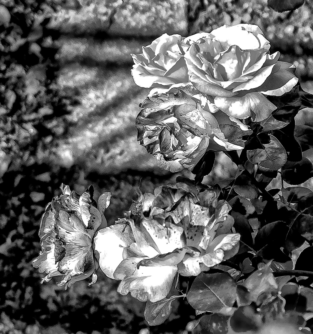 Las rosas en blanco y negro