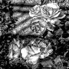 Las rosas en blanco y negro