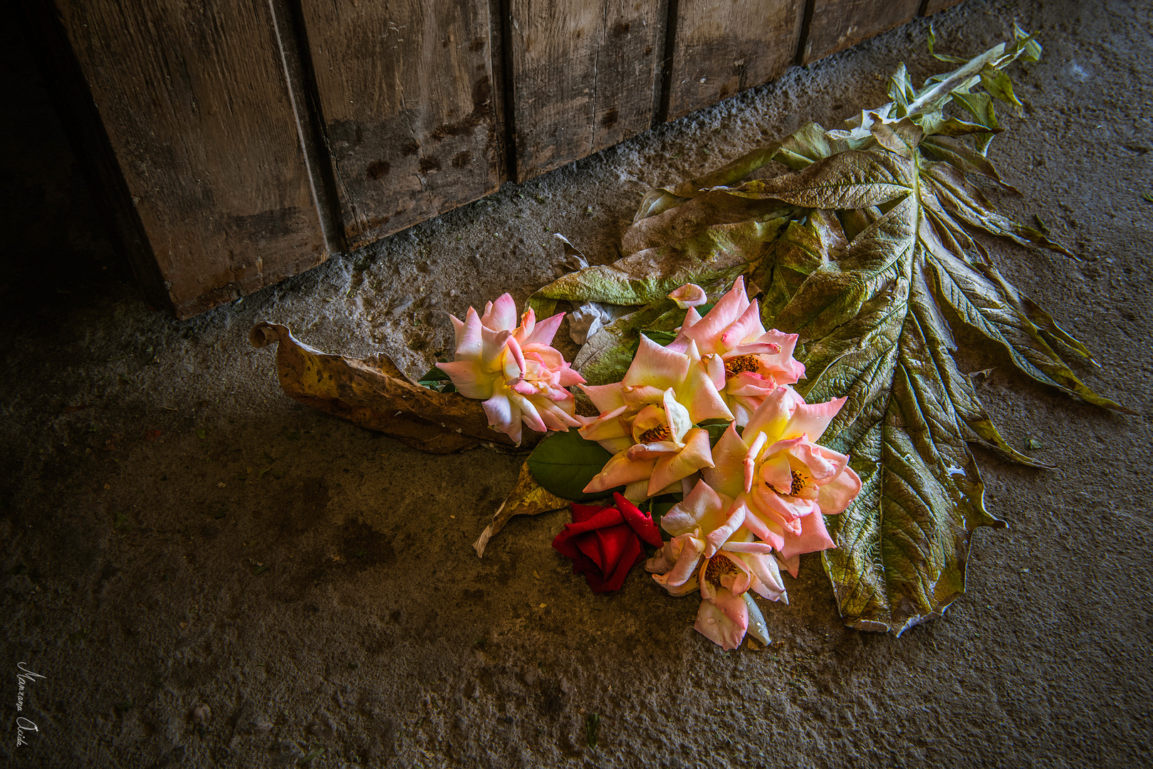 Las Rosas Y El Cardo...