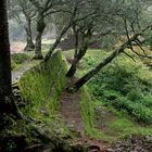 Las Ruinas de Ranas II