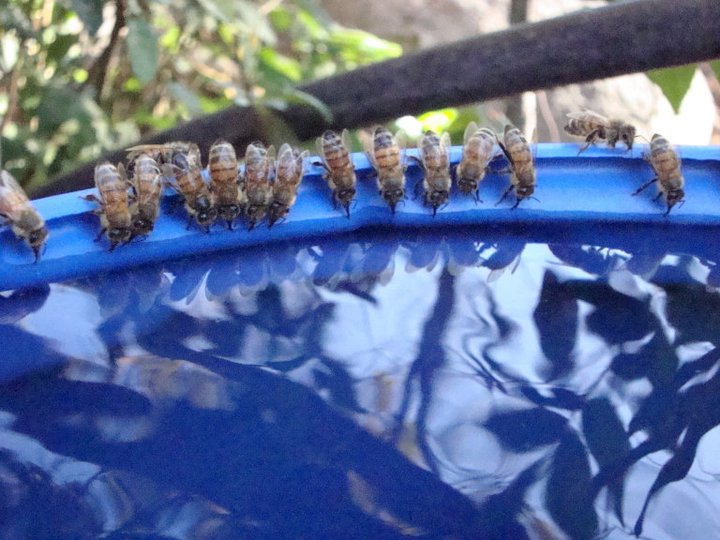 las salvadoras del mundo bebiendo agua para seguir su vuelo