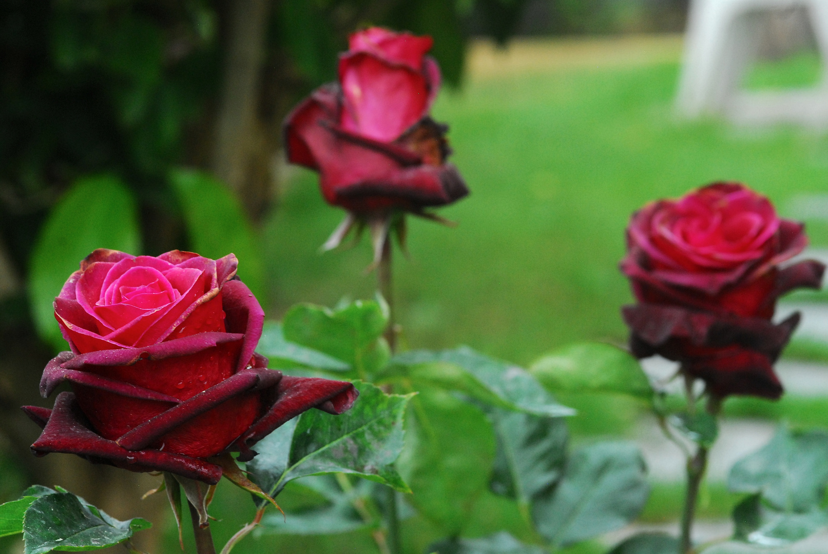 Las tres rosas