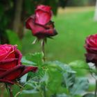 Las tres rosas