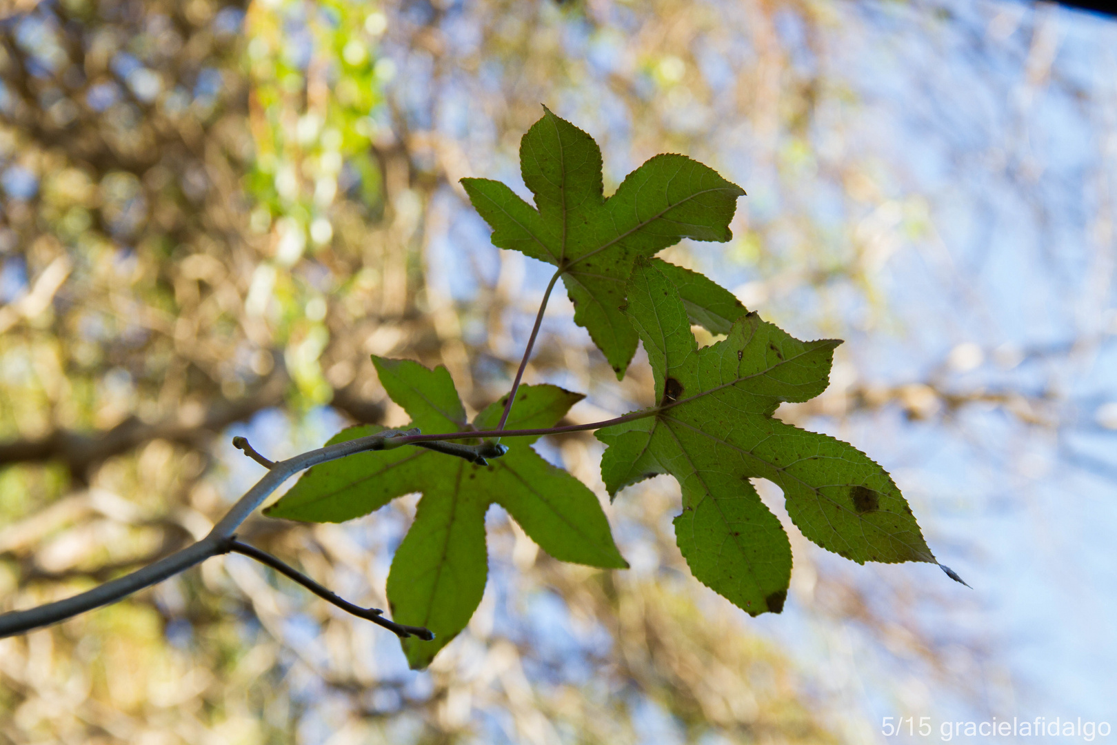 las ultimas del otoño