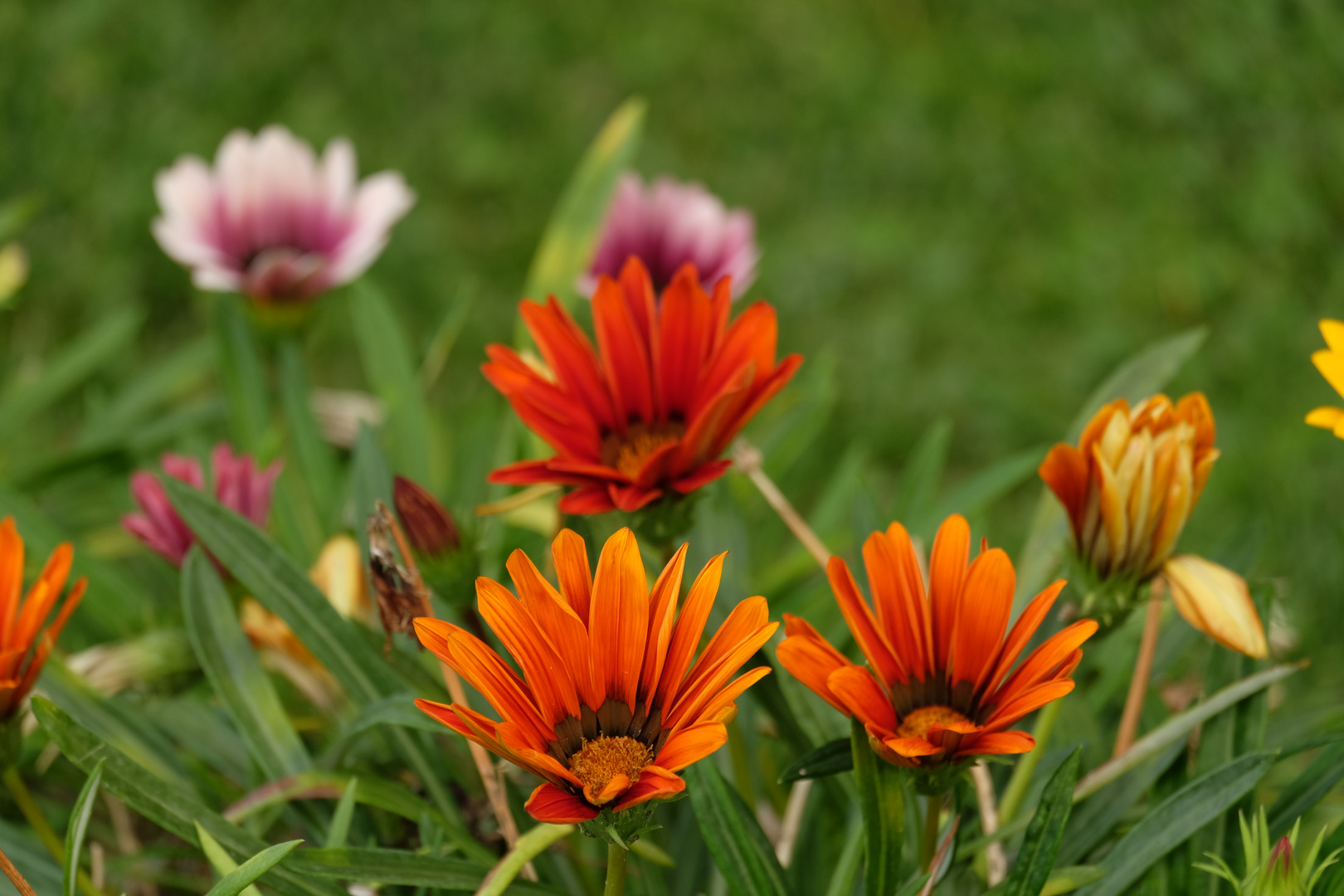 LAS ULTIMAS FLORES