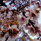 Las últimas flores de almendro