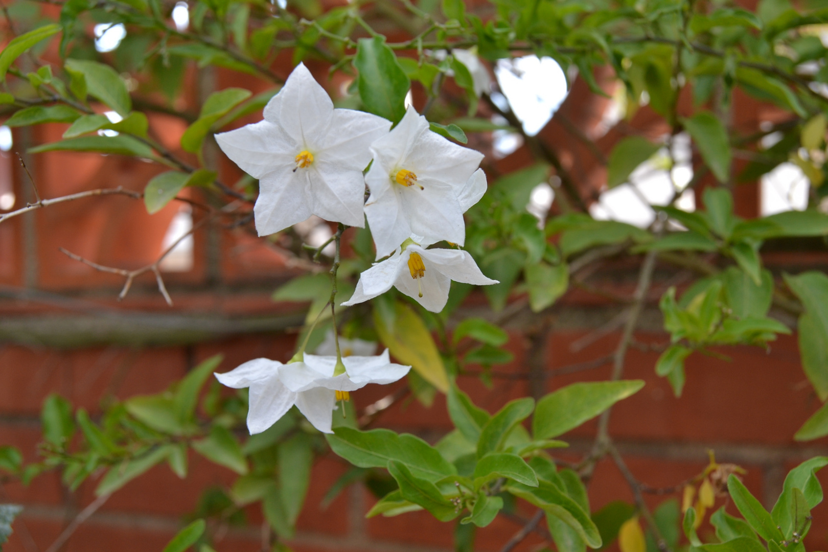 LAS ULTIMAS FLORES DE LA TEMPORADA