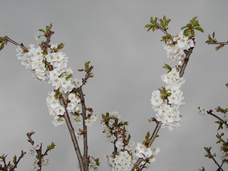 las últimas flores del cerezo