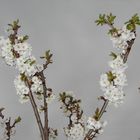 las últimas flores del cerezo