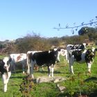 las vacas