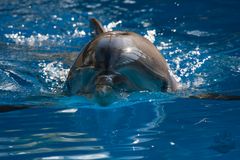 Las Vegas Dolphin
