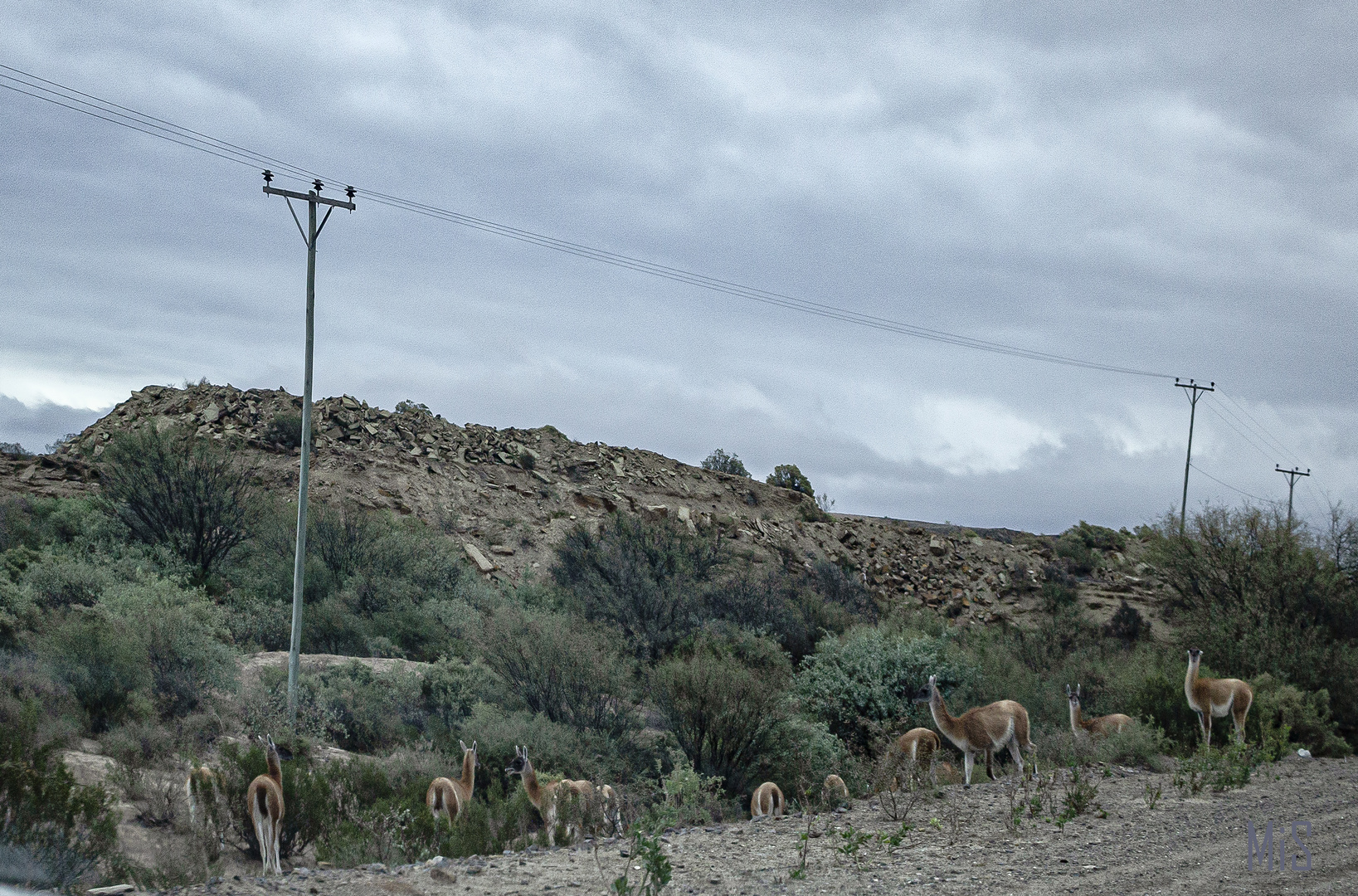 Las vicuñas