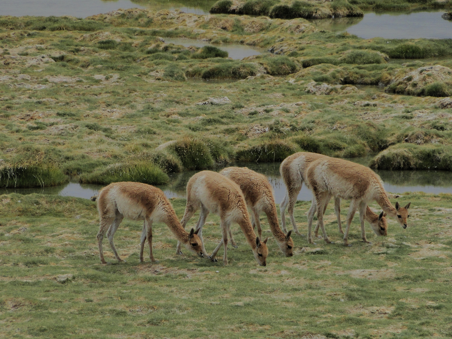 Las vicuñas de Los Andes