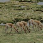 Las vicuñas de Los Andes