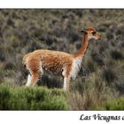 Las Vicugnas de Colca...