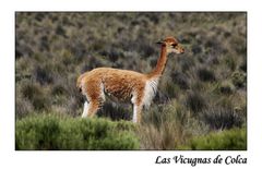 Las Vicugnas de Colca...