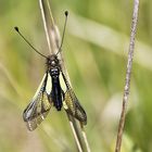 l'ascalaphe soufré !