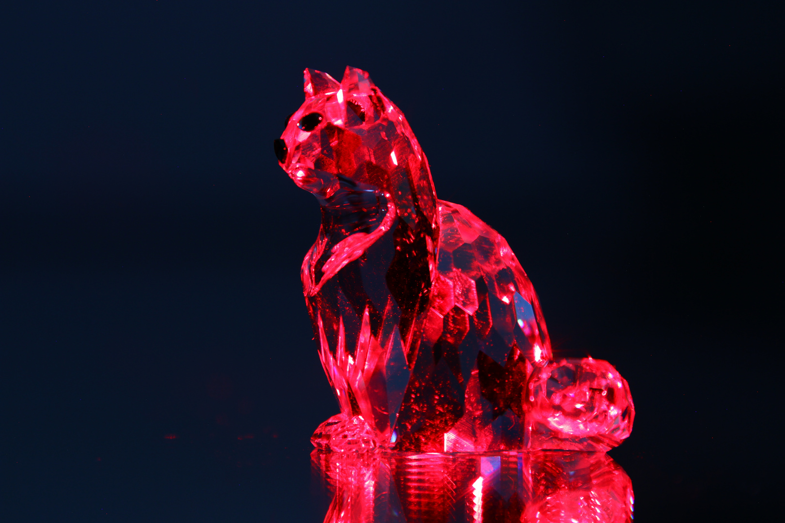 ~ Laser Cat ~