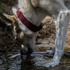 Lasha beim trinken