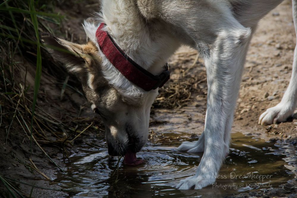 Lasha beim trinken