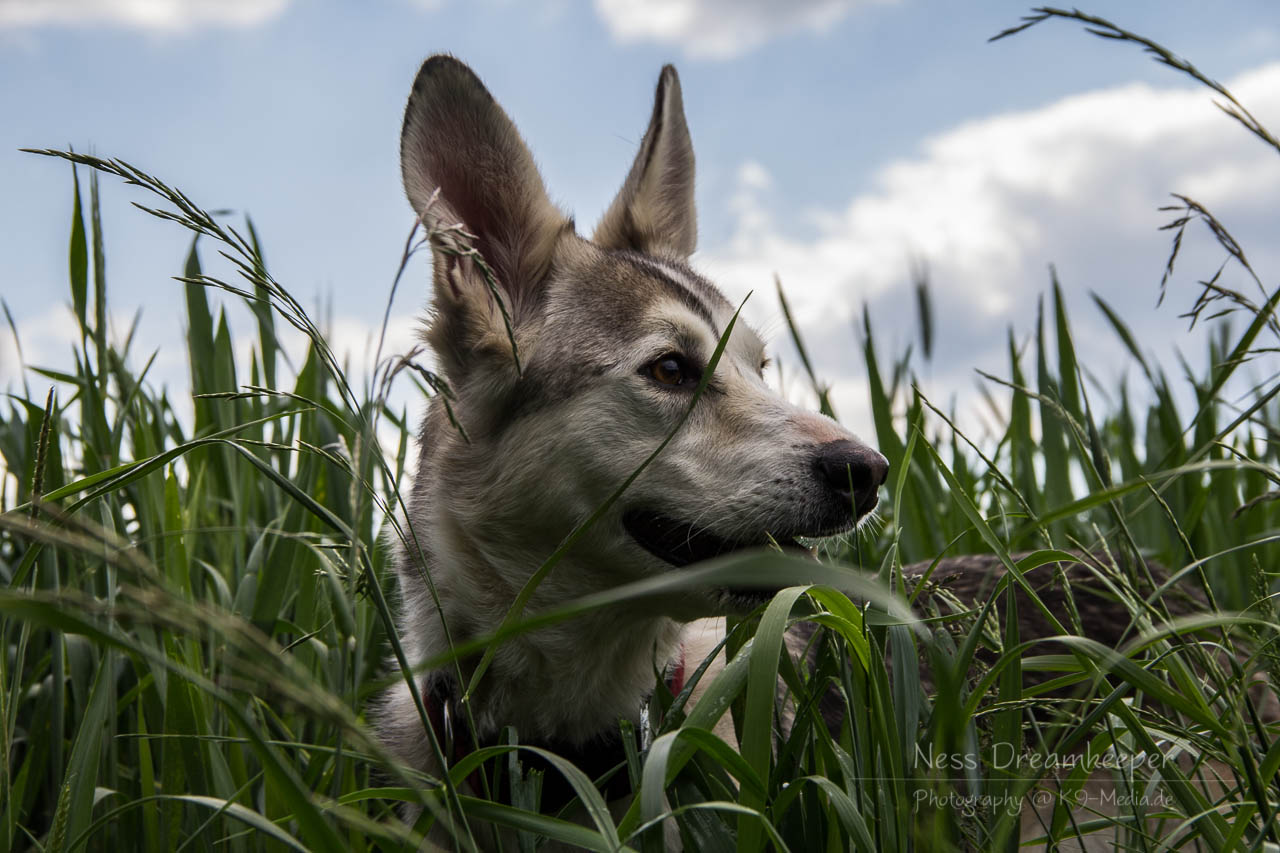 Lasha im Gras