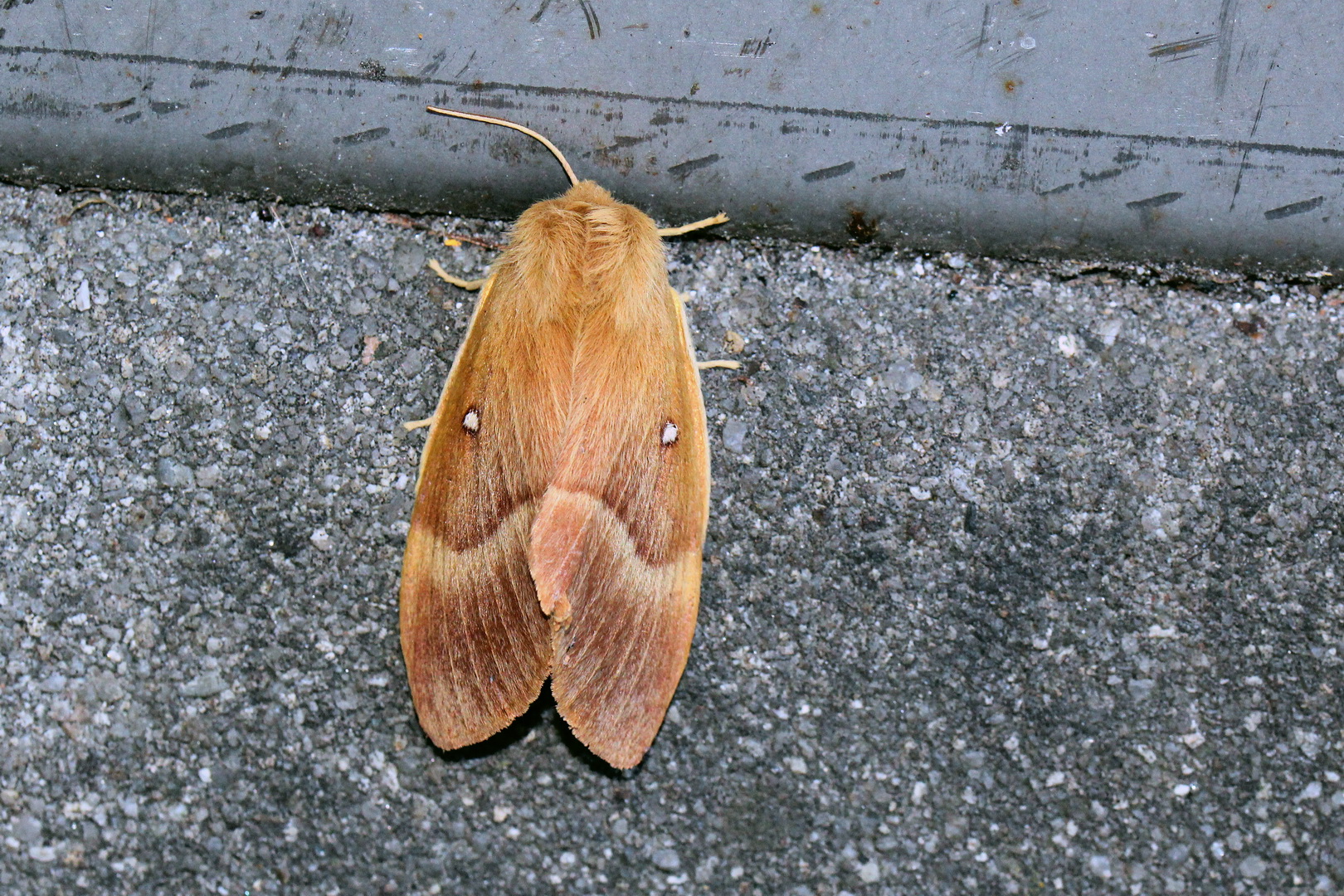 Lasiocampa quercus