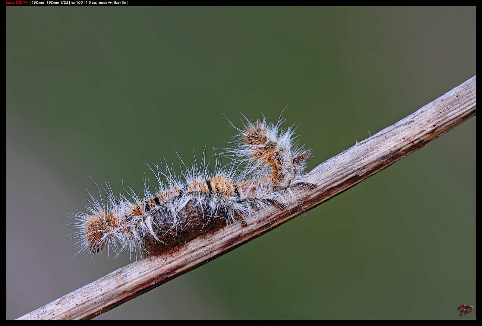 Lasiocampa quercus