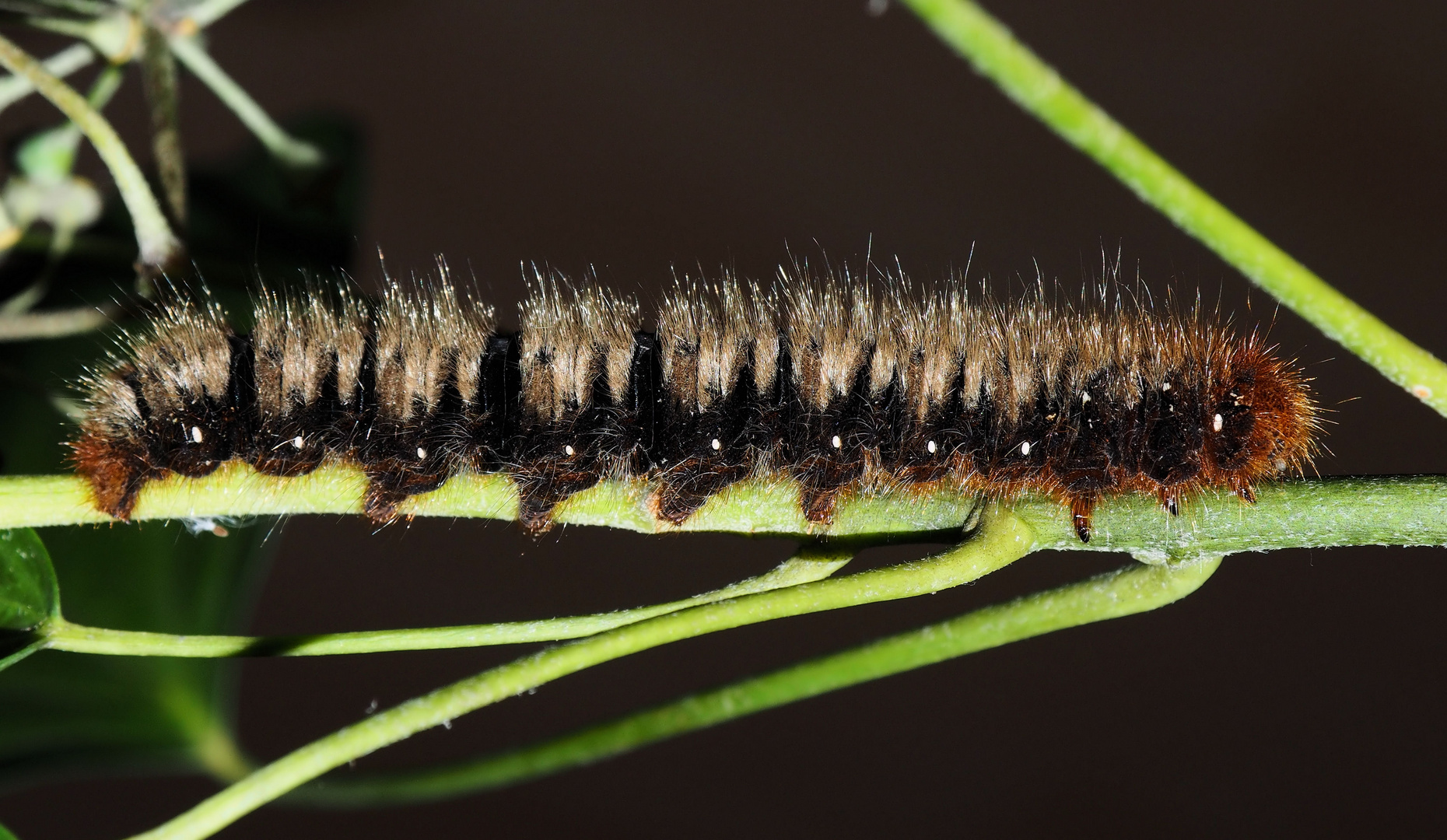 Lasiocampa quercus