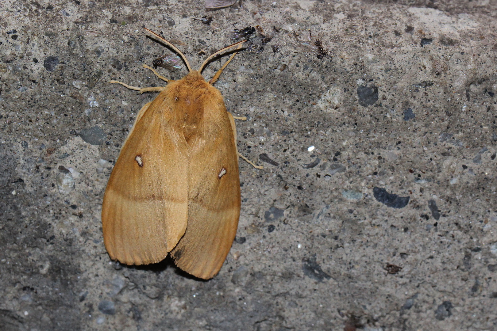 Lasiocampa quercus