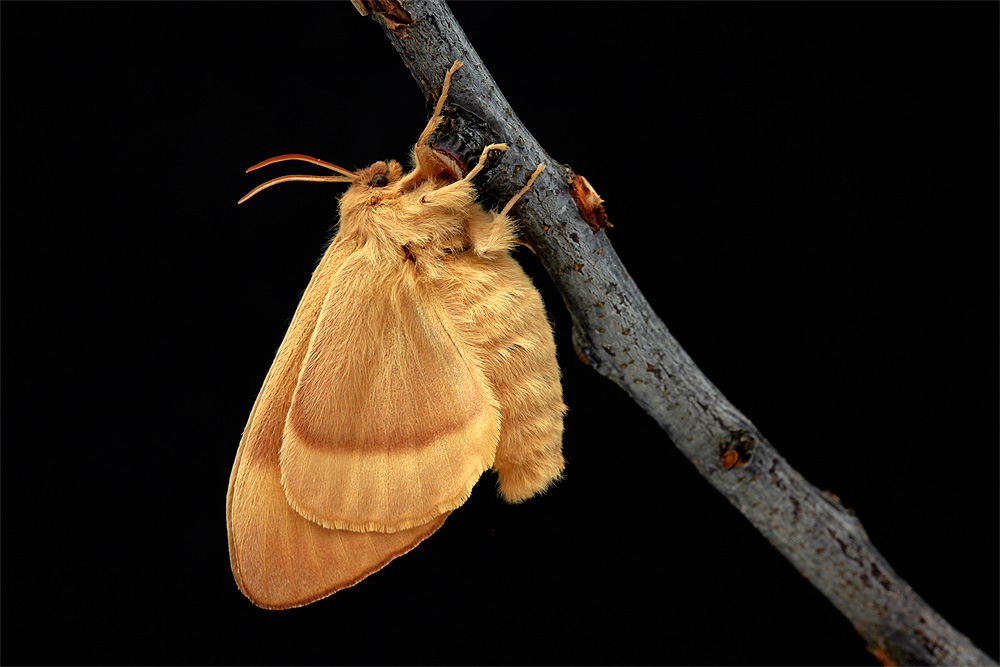 Lasiocampa quercus