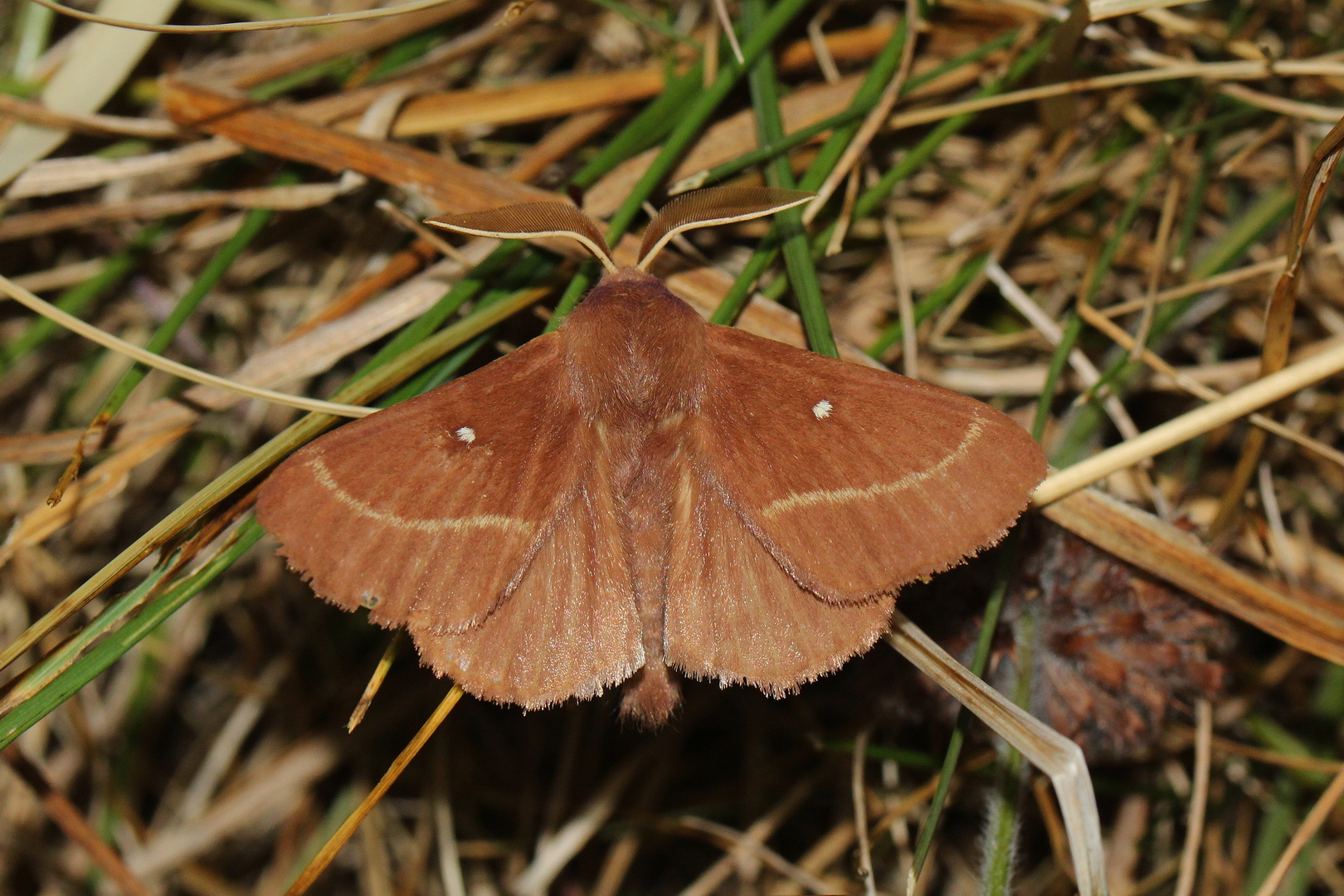 Lasiocampa trifolii